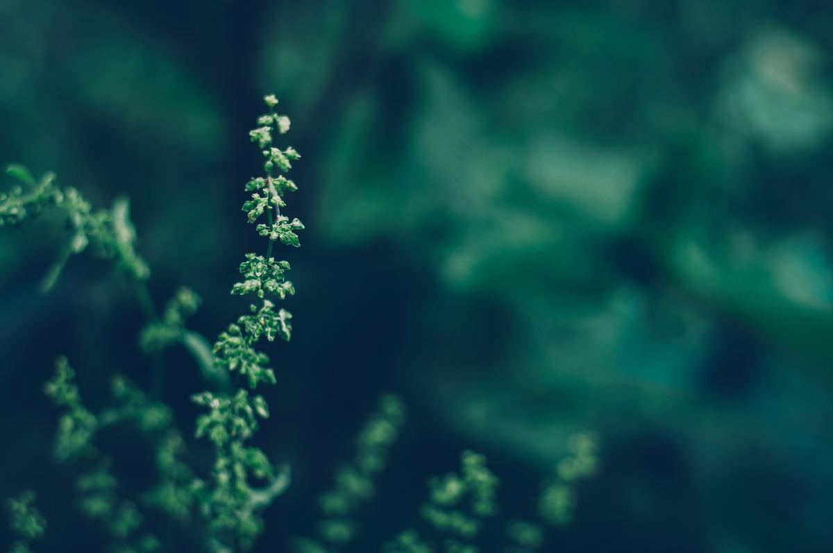 Climate Partners