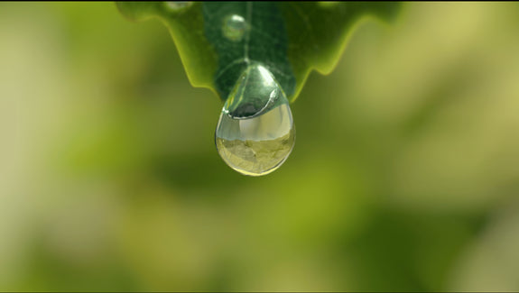 Wassertropfen hängt an grünem Blatt in Nahaufnahme