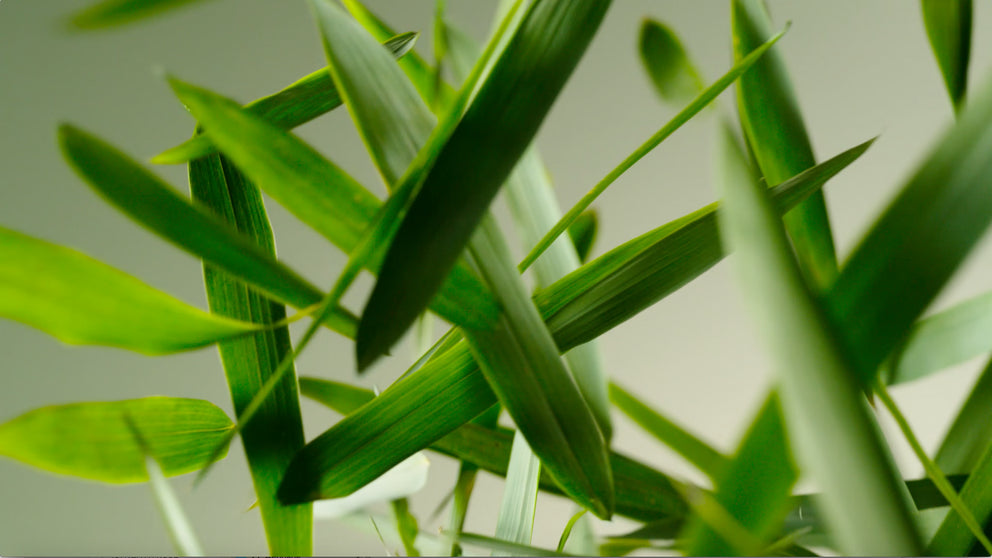 Grüne Bambusblätter im sanften Licht