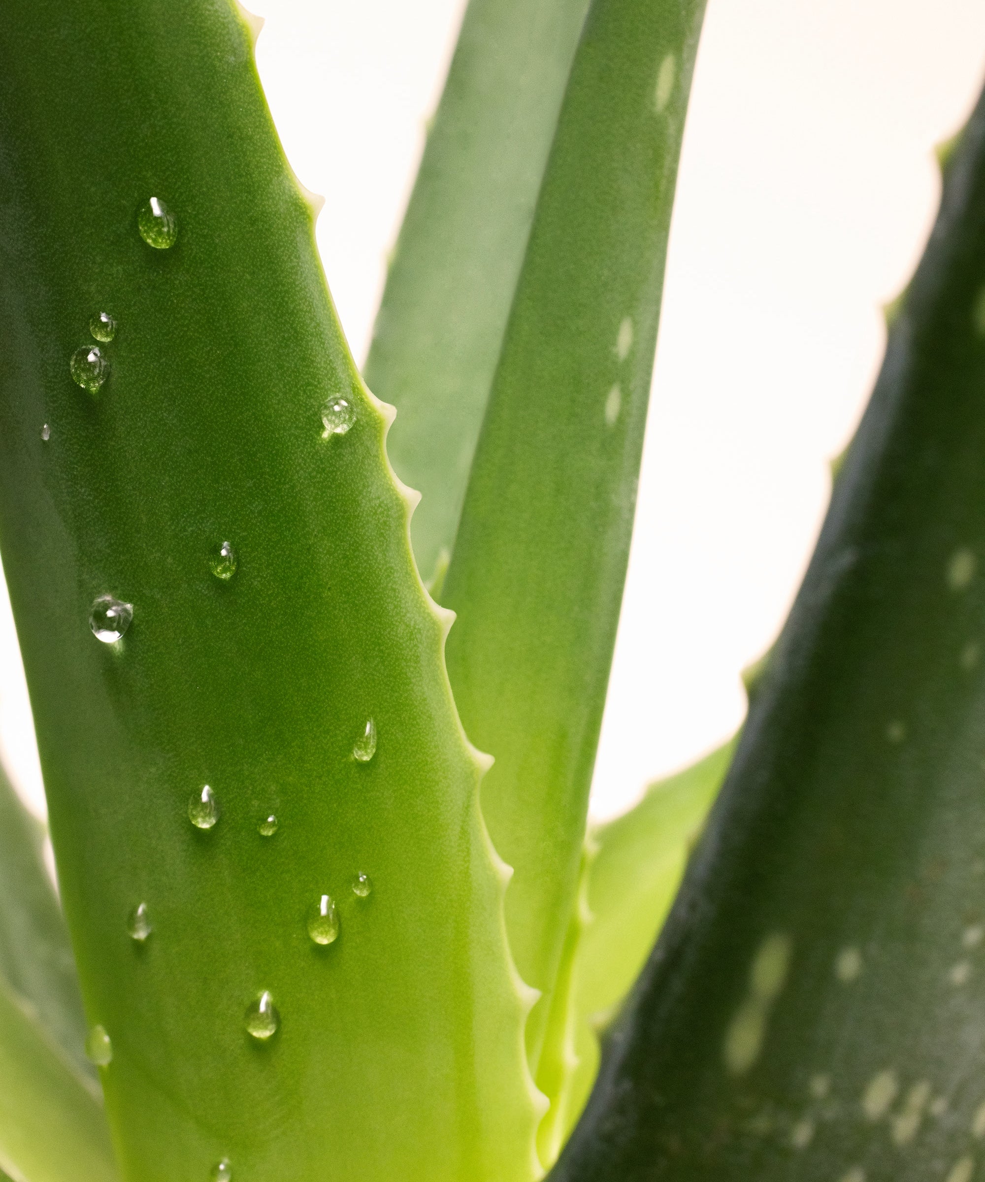 lavera basis sensitive Lait Corps Raffermissant lors de l'application