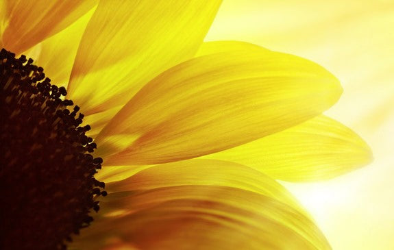Nahaufnahme einer gelben Sonnenblume im Gegenlicht