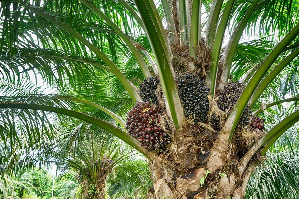 palmier à huile avec régimes de fruits sur le tronc, plantation en arrière-plan