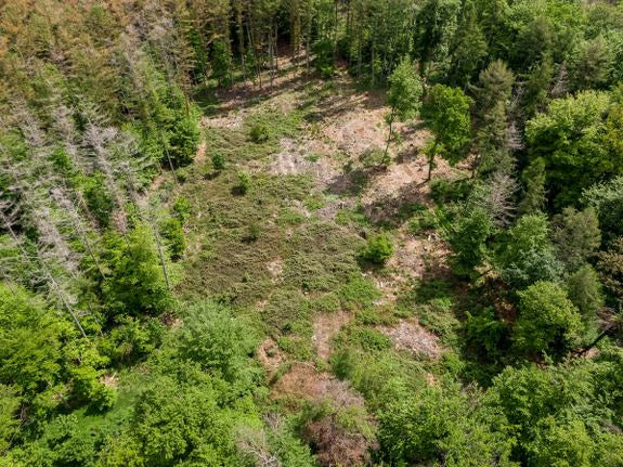 Drohnenaufnahme: Waldlichtung mit kahler Fläche, umgeben von grünem Wald