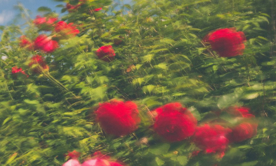 Rote Rosen in üppigem Grün mit weichem Fokus