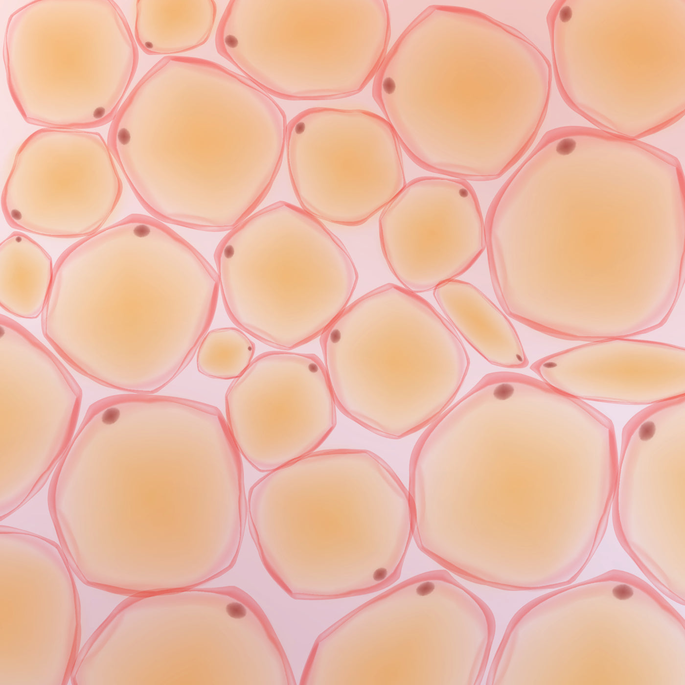 Nahaufnahme Fettzellen farbig