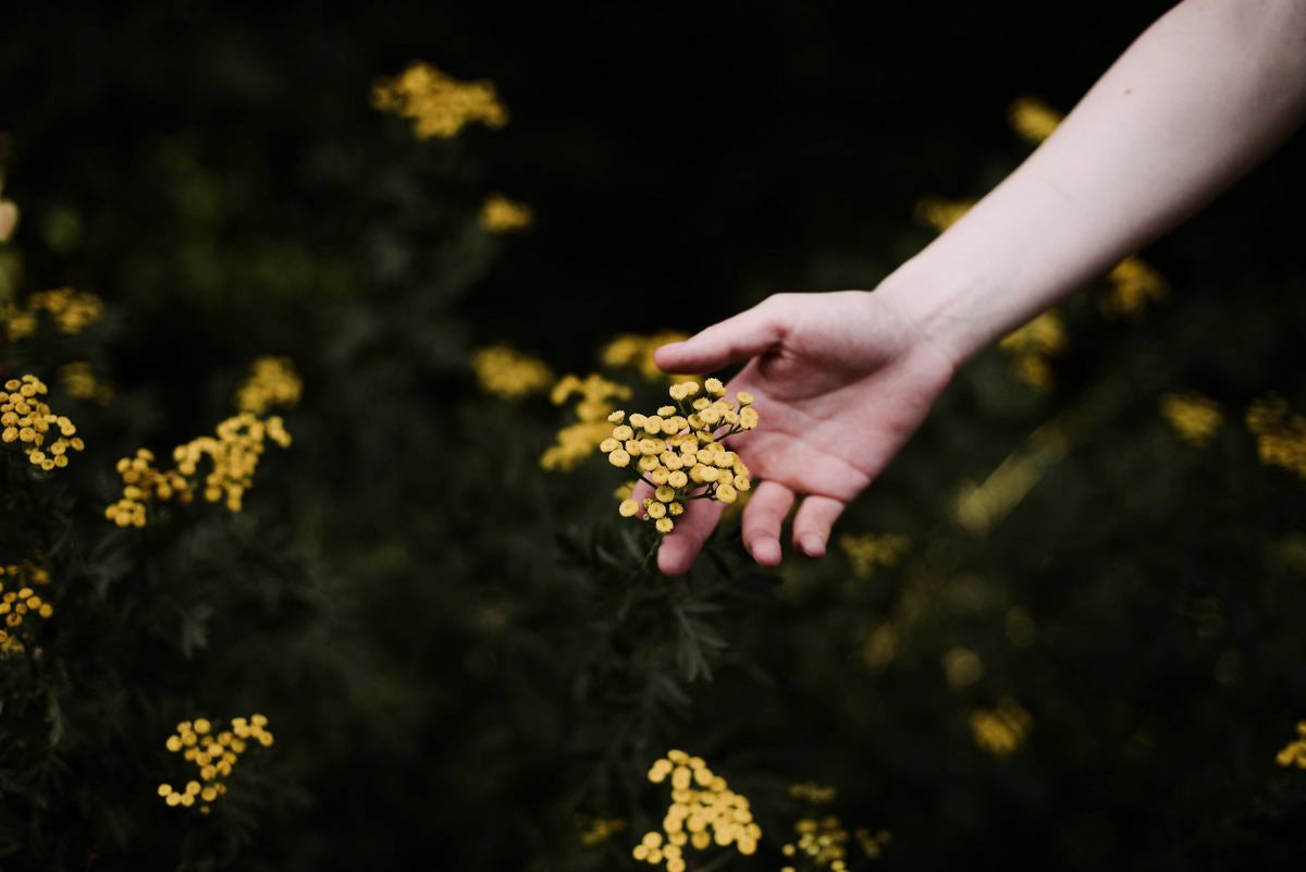 Main tenant fleurs jaunes dans la verdure, motif nature