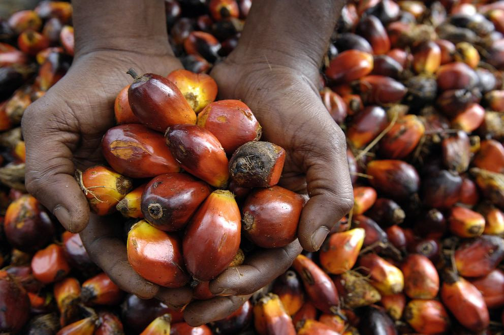 Mains tiennent fruits de palmier à huile récoltés, arrière-plan plein de noyaux de palme
