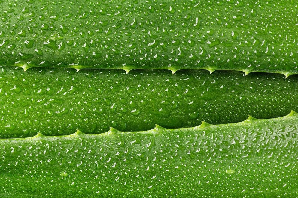 Nahaufnahme Aloe-Vera