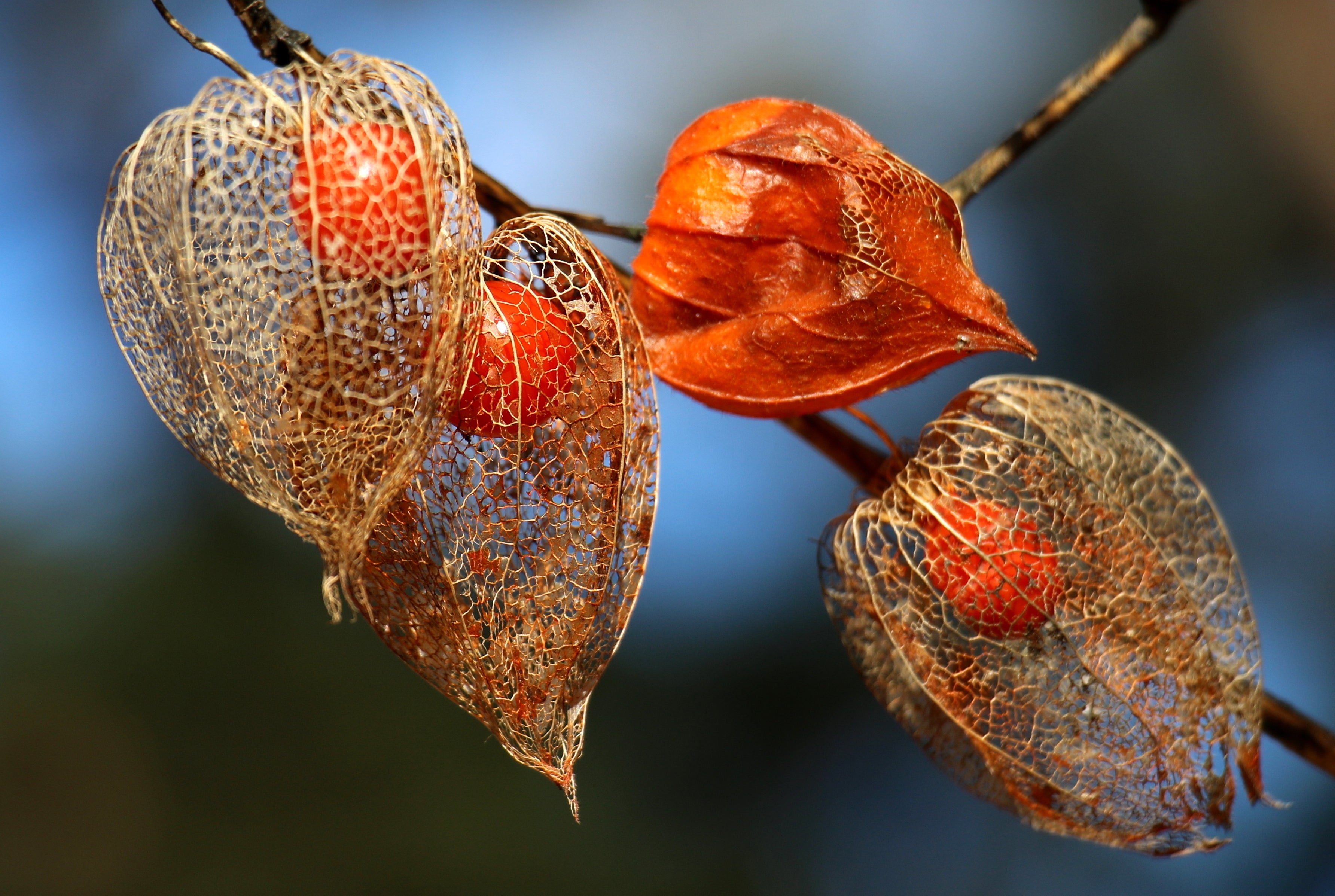 Fruit d’ashwagandha mûr
