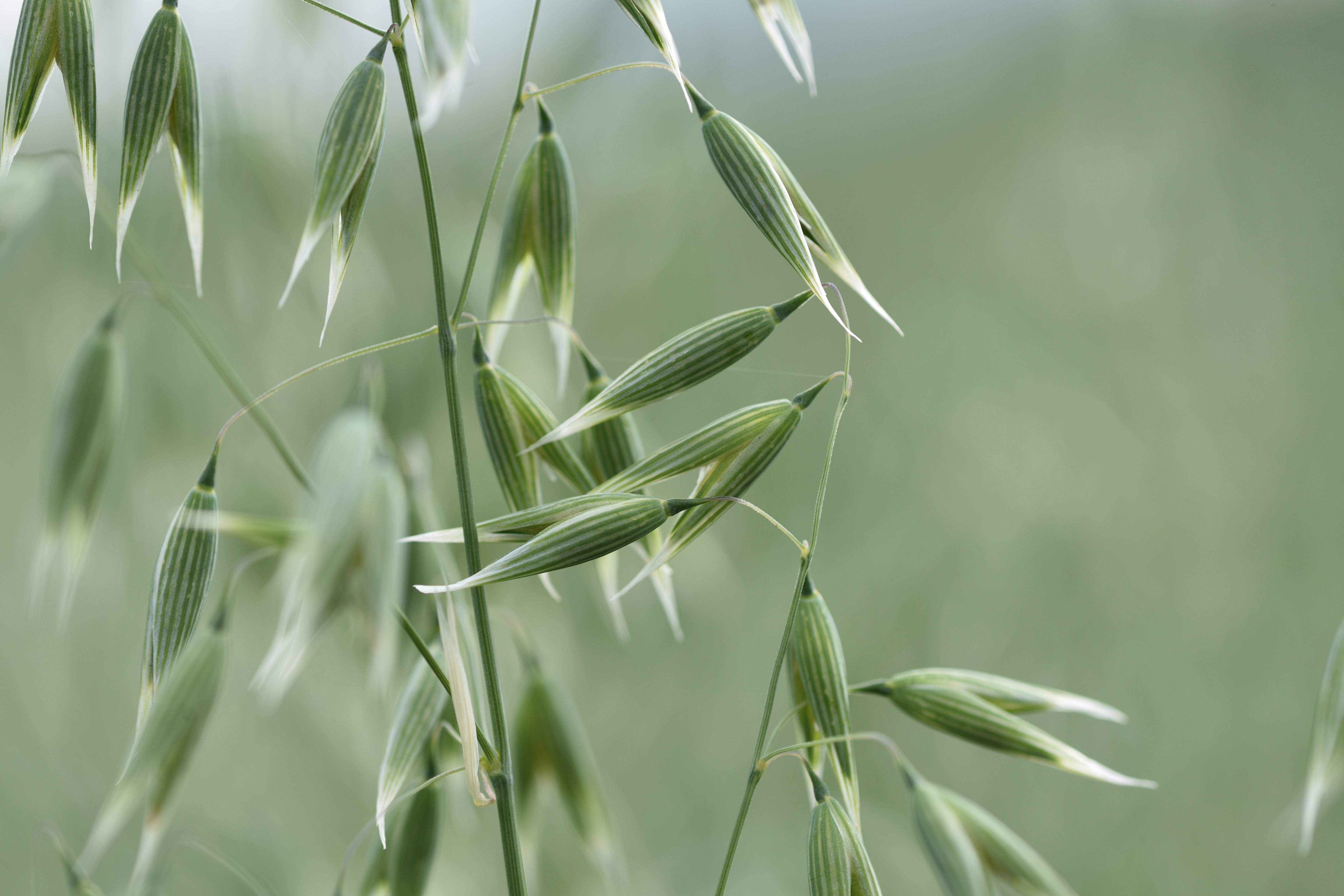 Haferpflanze auf einem Feld