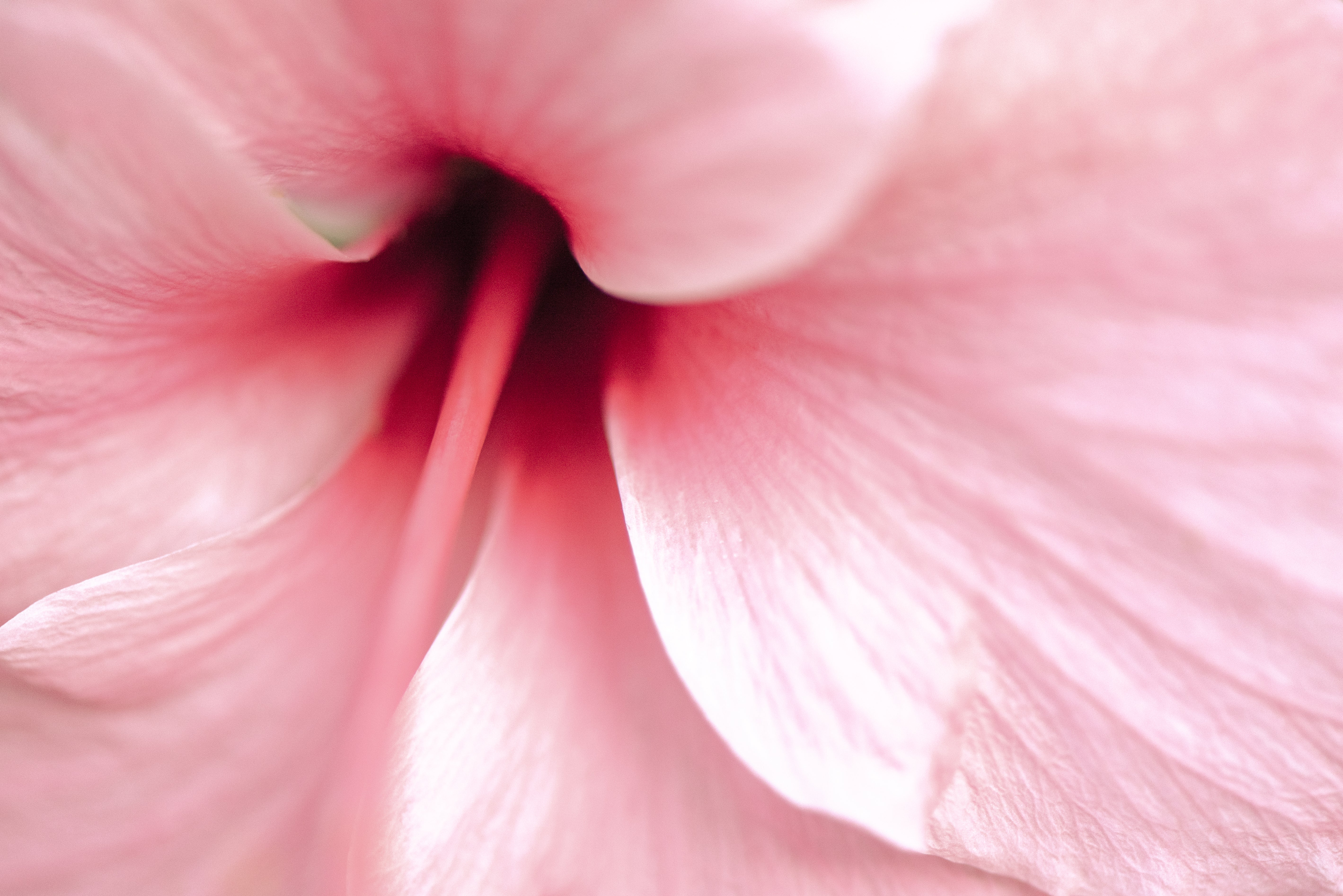 Gros plan d'une fleur d'hibiscus