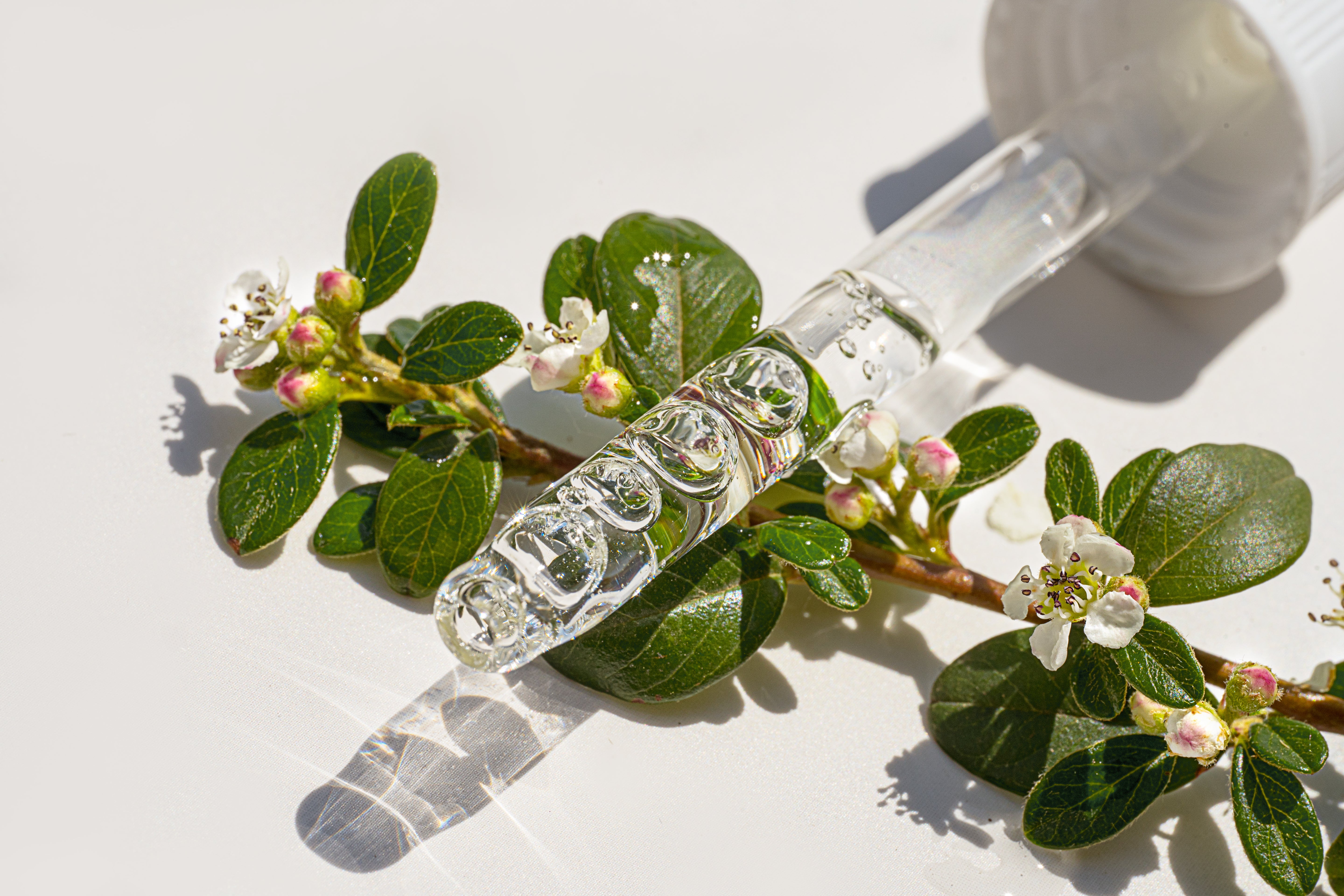 Kirschenblätter mit Pipette