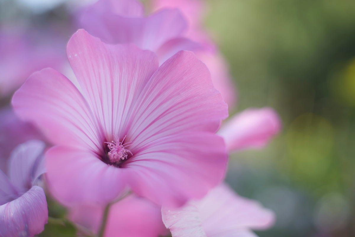 Malvenblüte Nahaufnahme