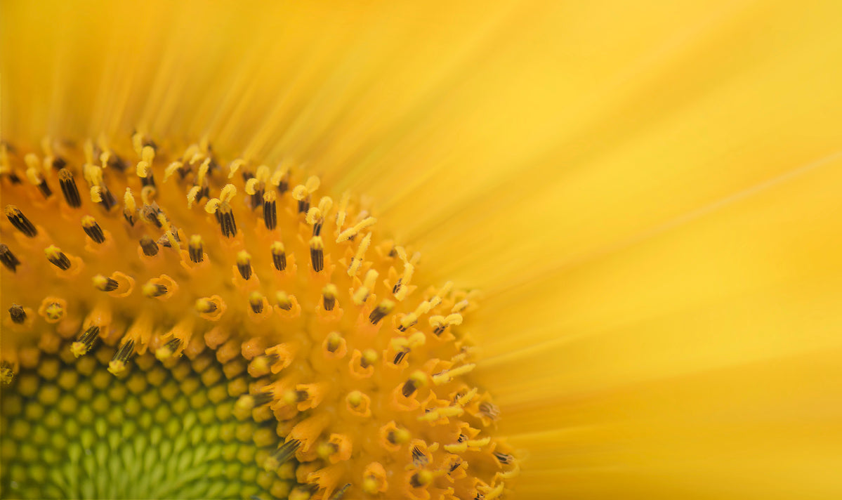 Sonnenblumenblüte Nahaufnahme