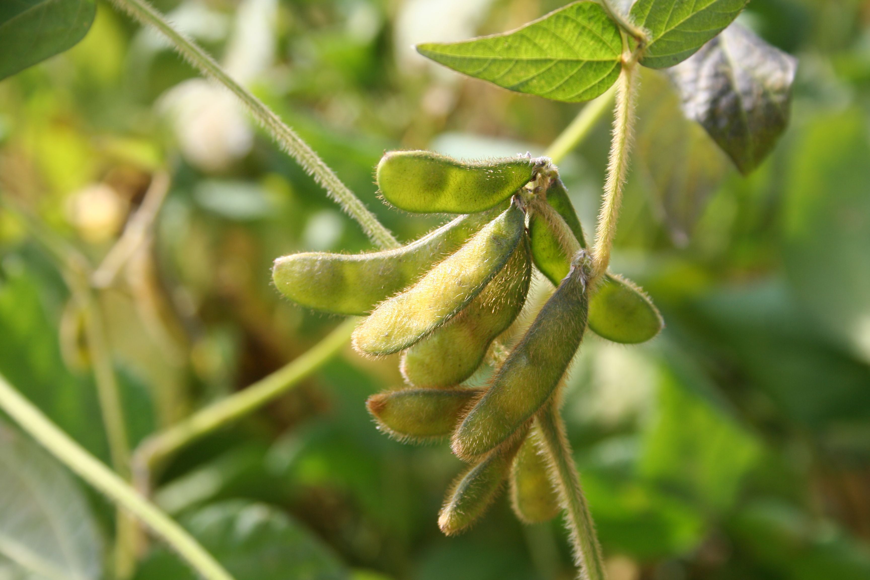 Nahaufnahme einer grünen Soja-Schote am Baum