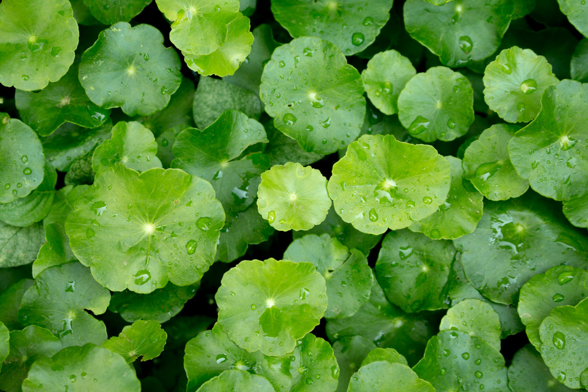 Feuilles CICA avec gouttes d'eau