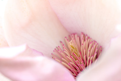 Extrait de fleurs de magnolia