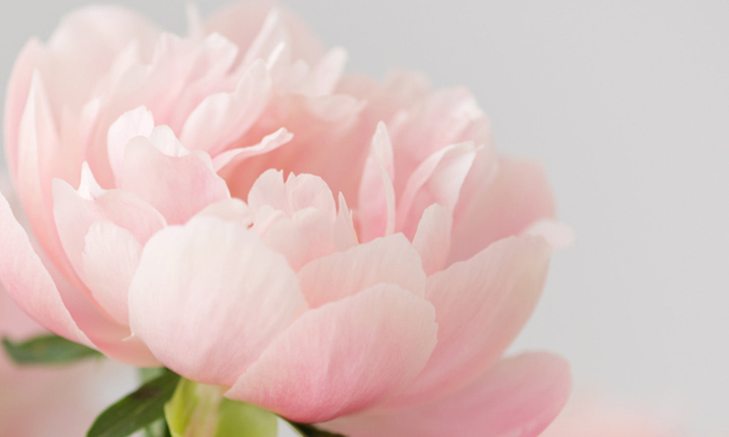 Nahaufnahme einer geöffneten, rosa Pfingstrosenblüte
