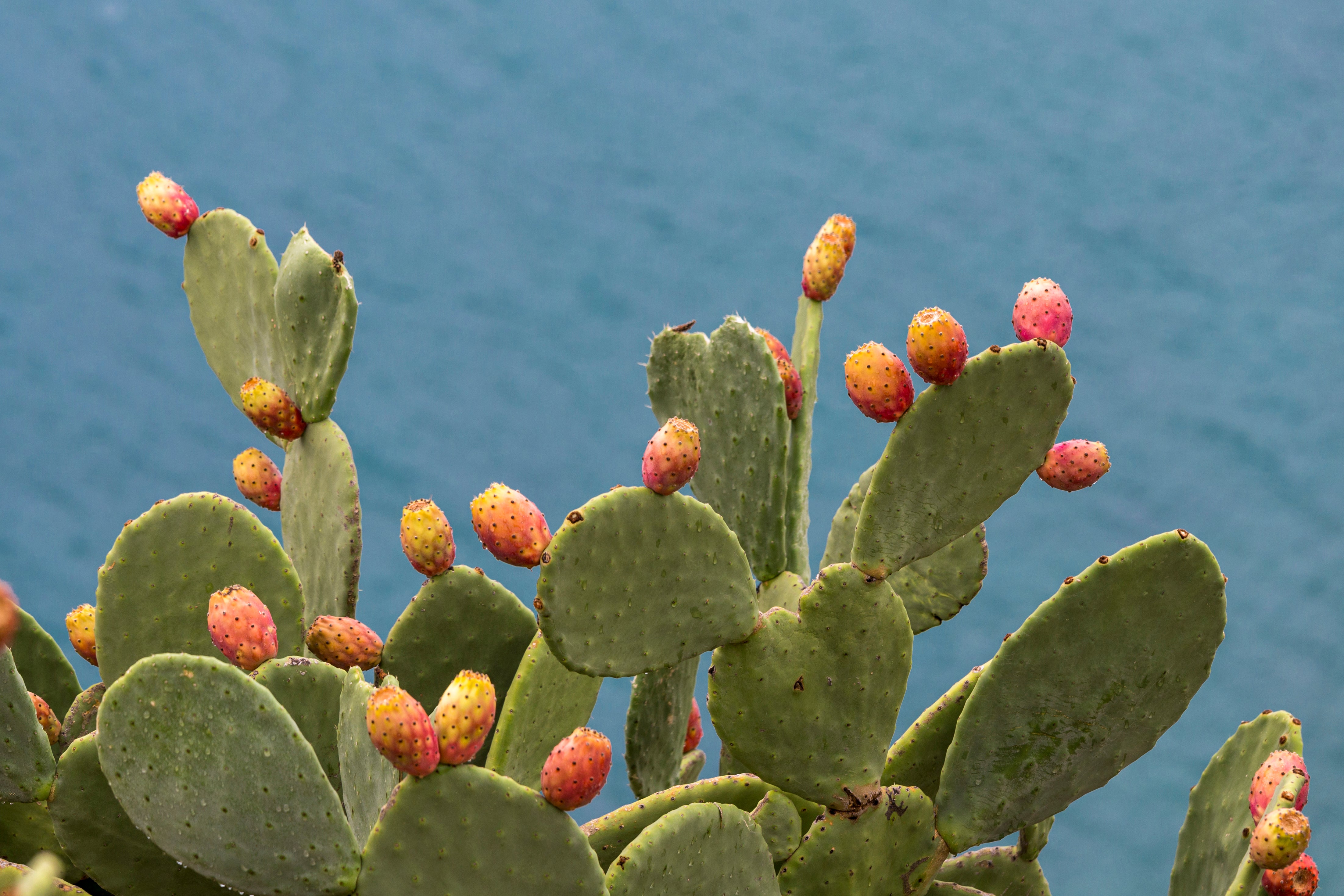 Kakteen vor einem blauen Hintergrund