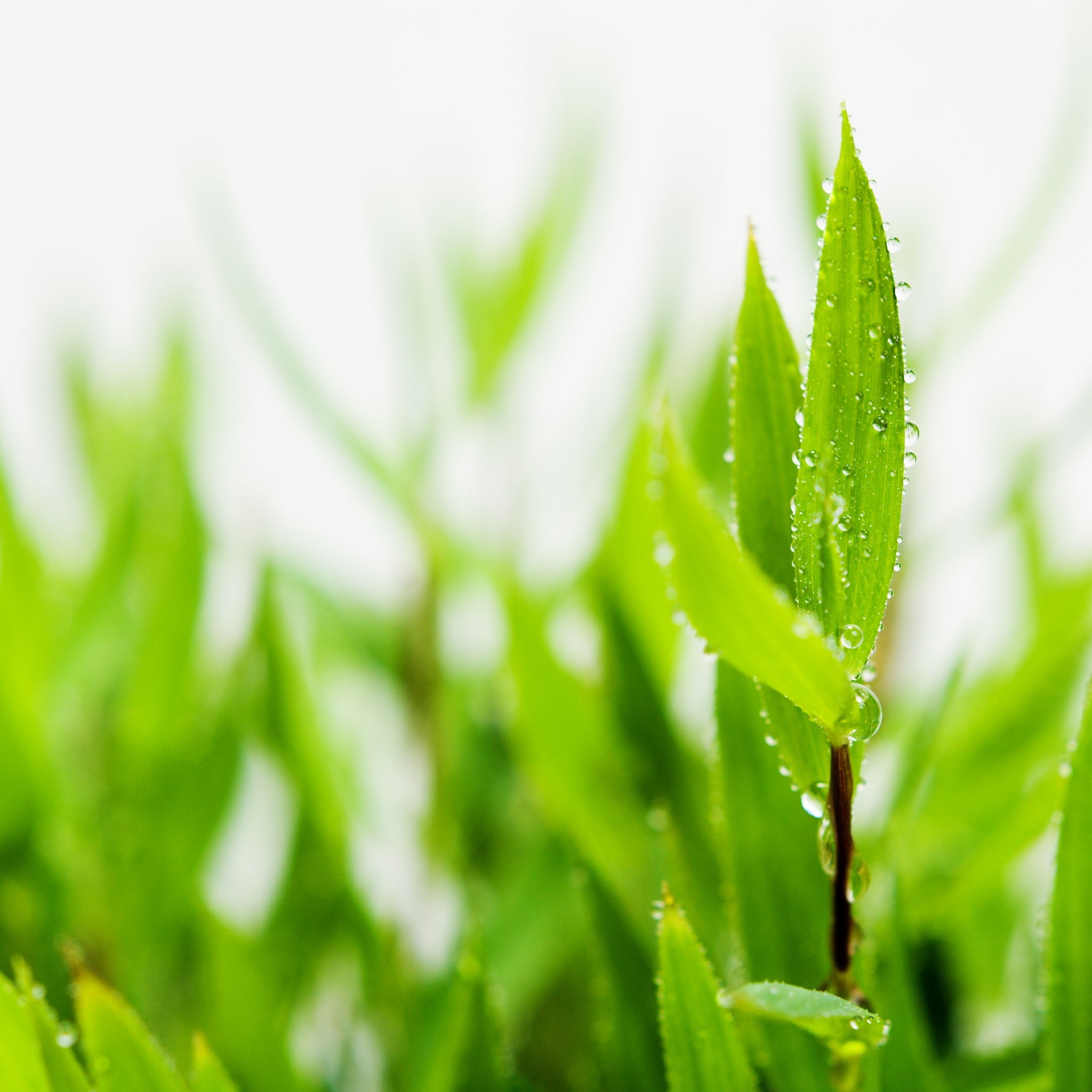 Darstellung Bambusblätter