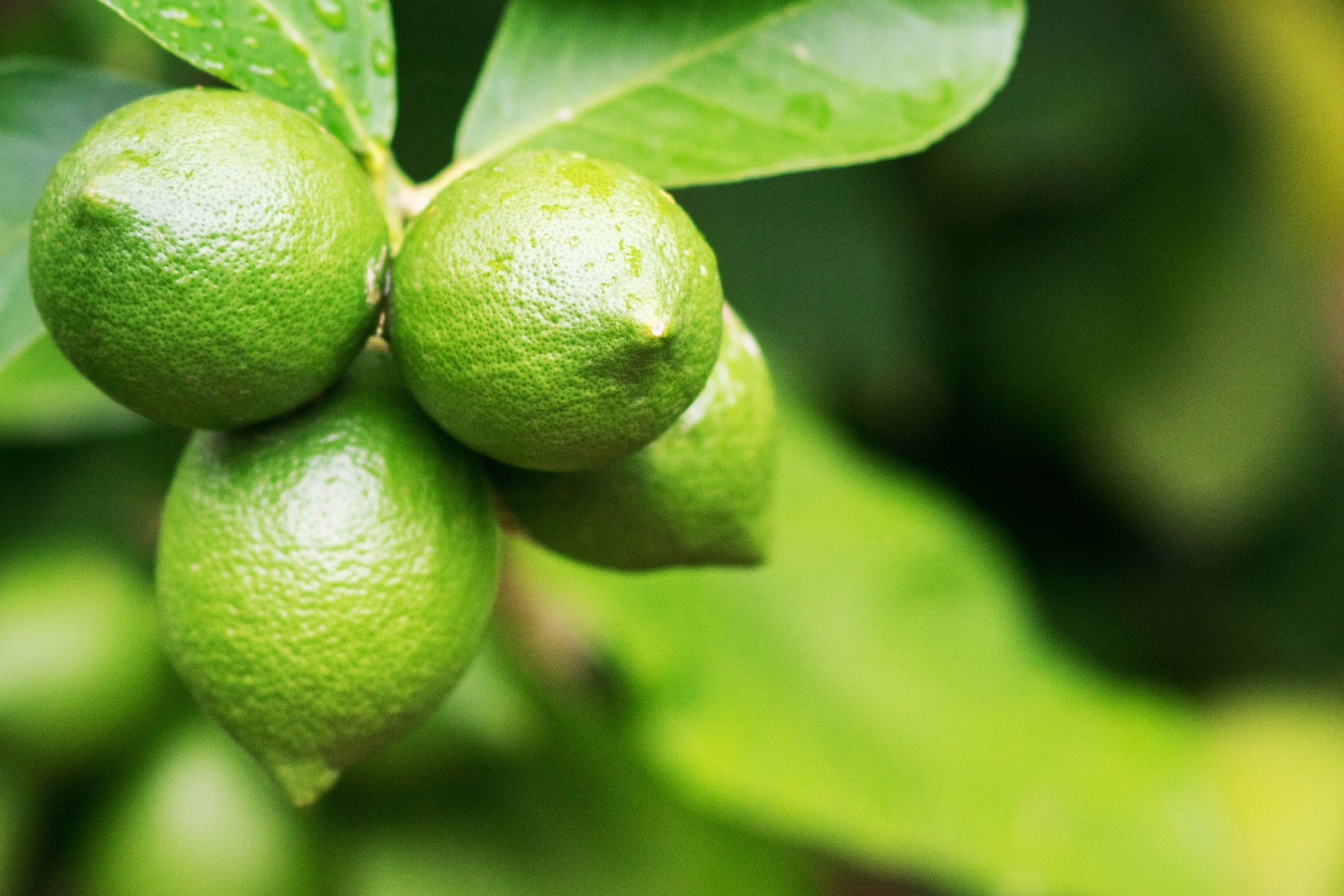 Bio-Limettenfrüchte wachsen im Grünen am Baum.
