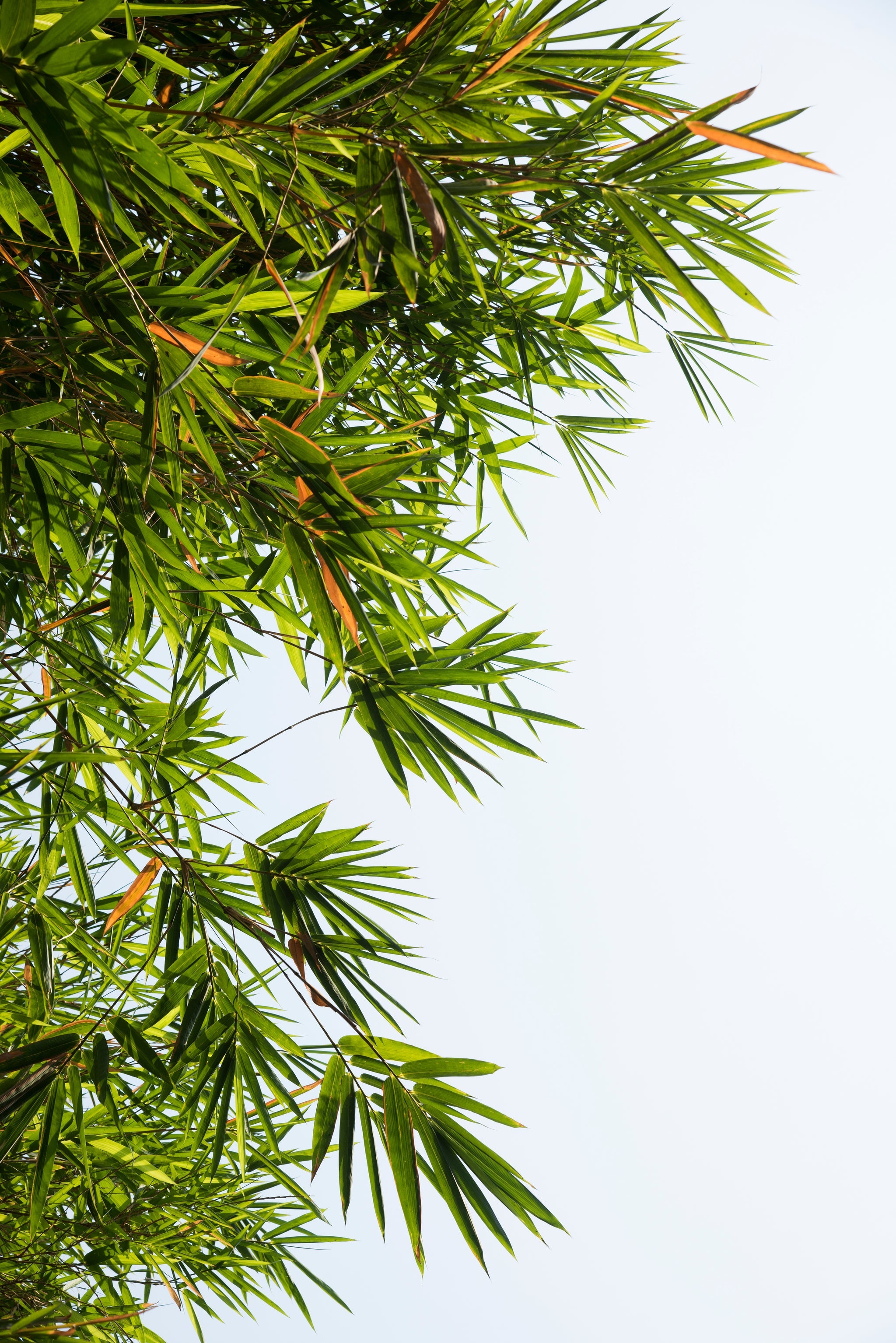 Grüner Bambuszweig mit frischen Blättern vor hellem Himmel.
