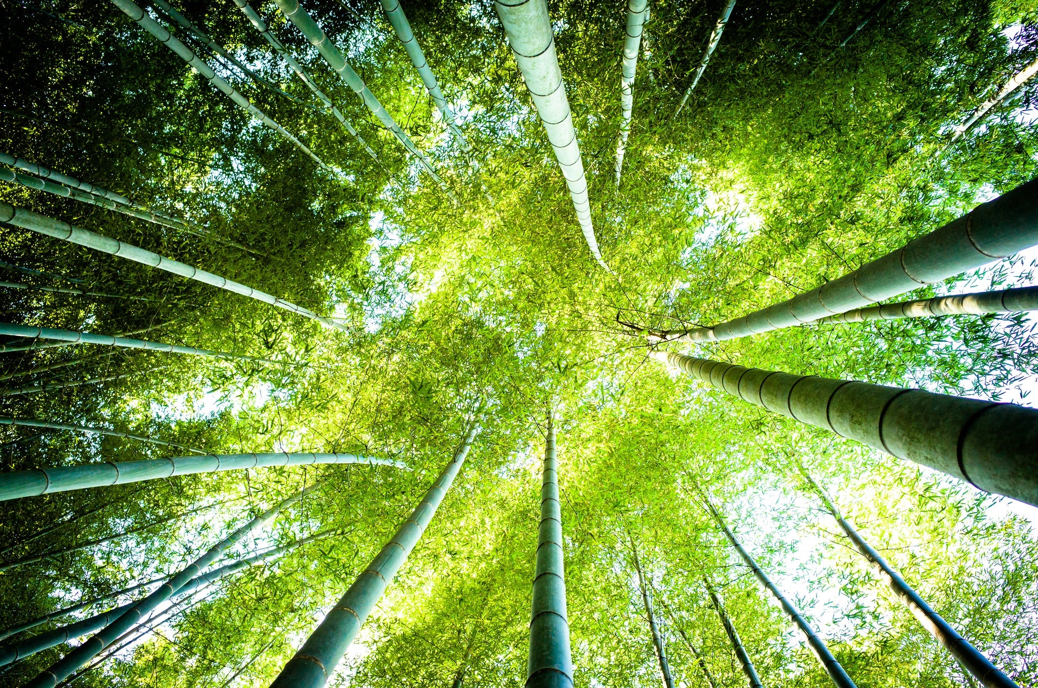 Blick nach oben in einen dichten Bambuswald mit hohen, schlanken Stämmen.