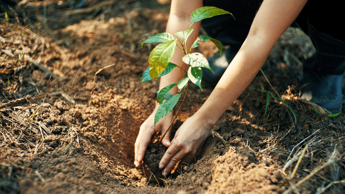 Personne plante un arbre et place le jeune plant dans la terre