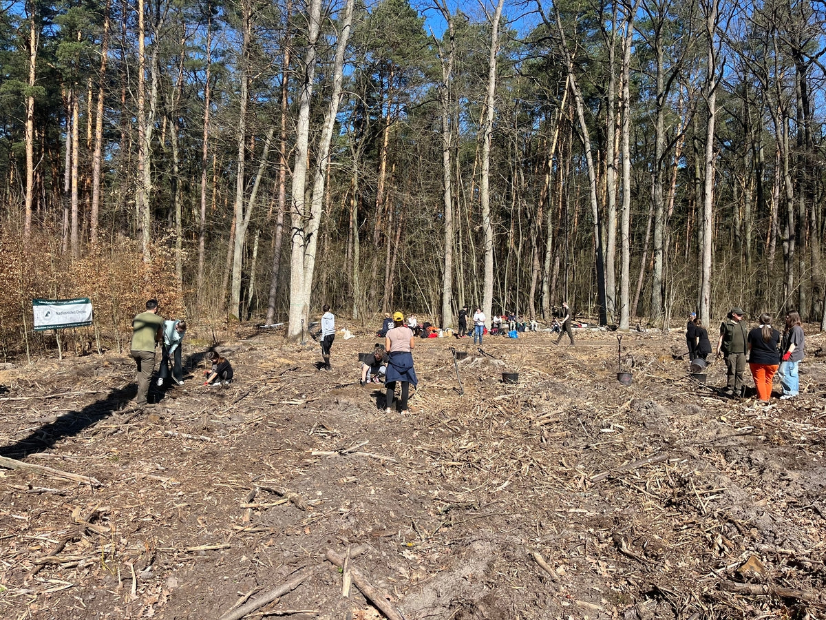 Gruppe von Menschen pflanzt Bäume mitten im Wald