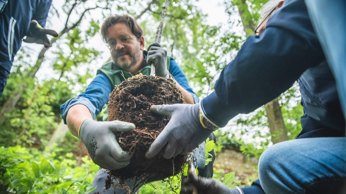 Nahaufnahme eines jungen Baumes, der eingepflanzt wird