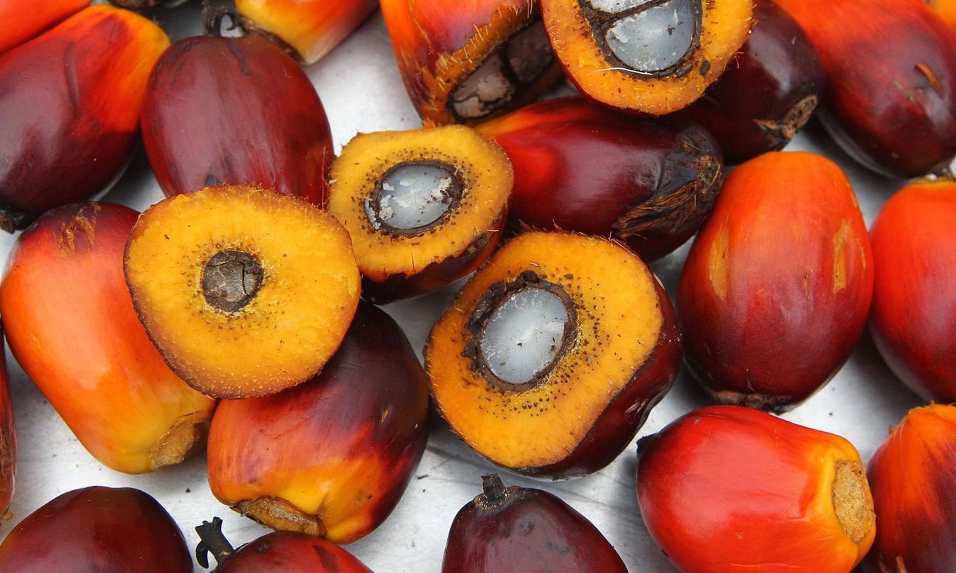fruits de palmier à huile en gros plan, noyaux rouges avec pulpe orangée