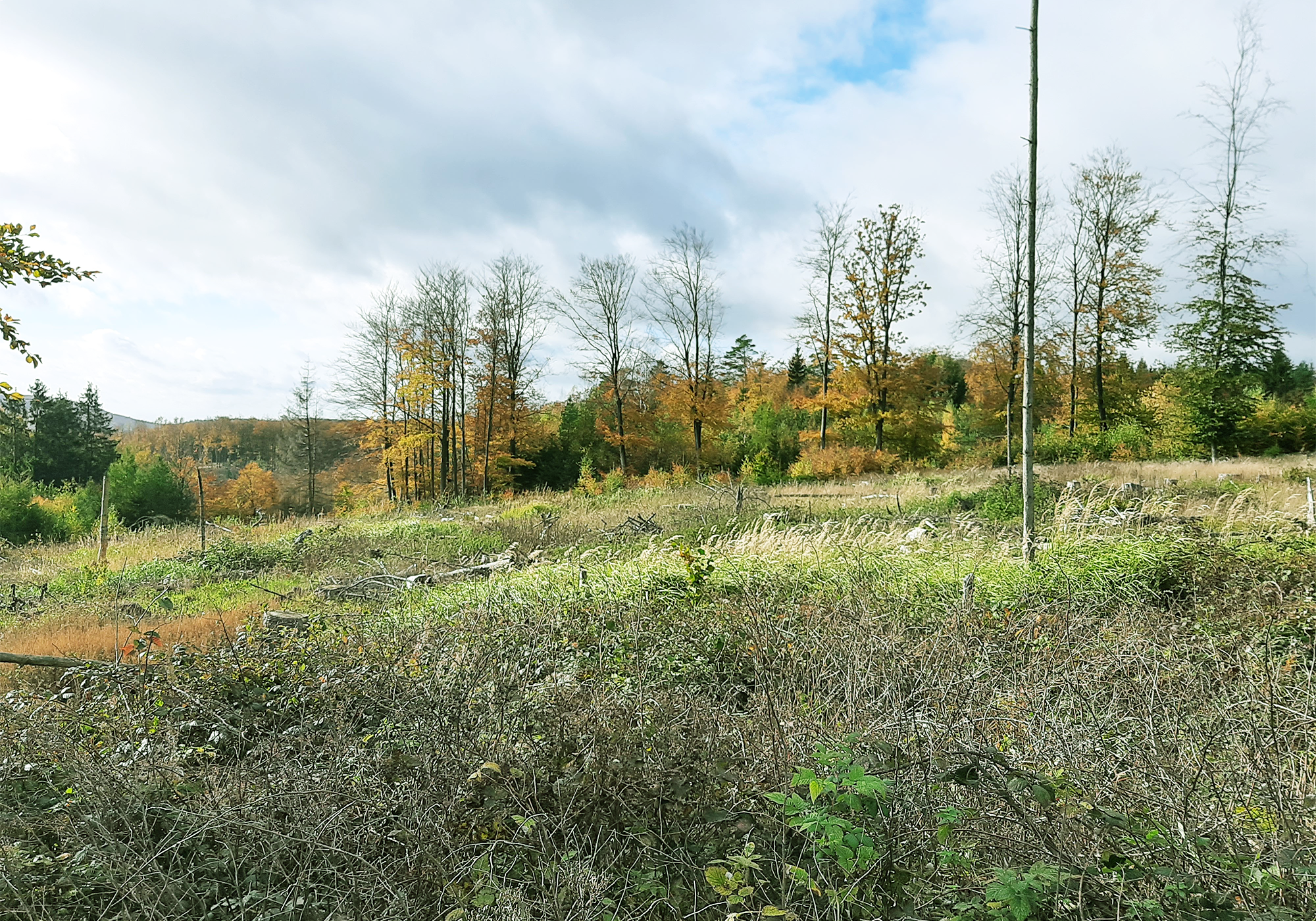 Wiese mit Bäumen an den Rändern