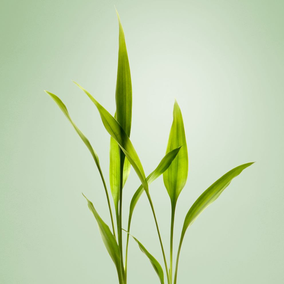 Feuilles de bambou sur fond vert clair