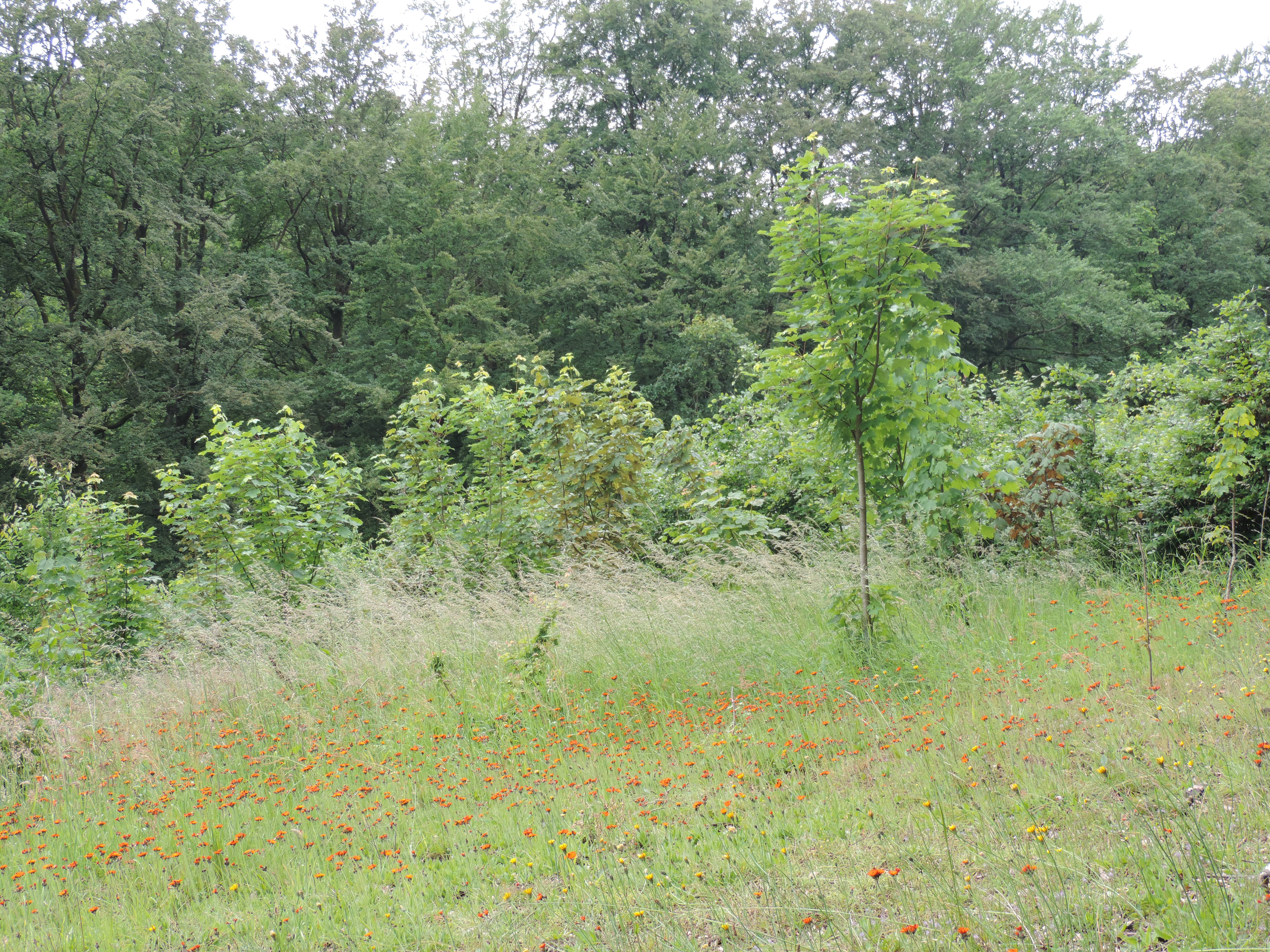 Wiese mit roten Kornblumen und Wald im Hintergrund