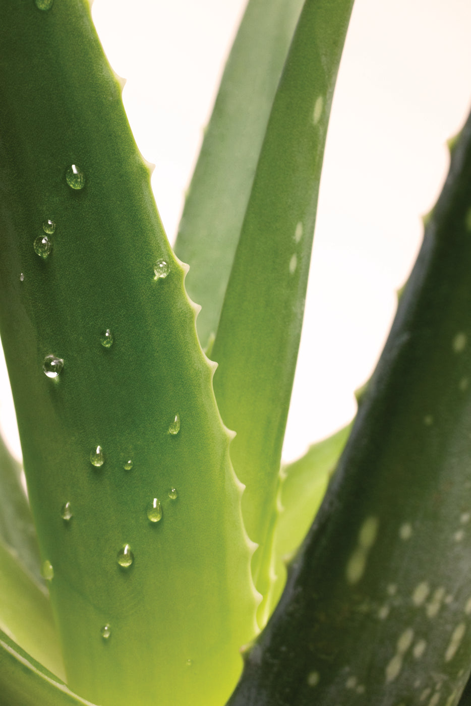 Gros plan sur feuilles d'aloe vera fraîches avec gouttes d'eau