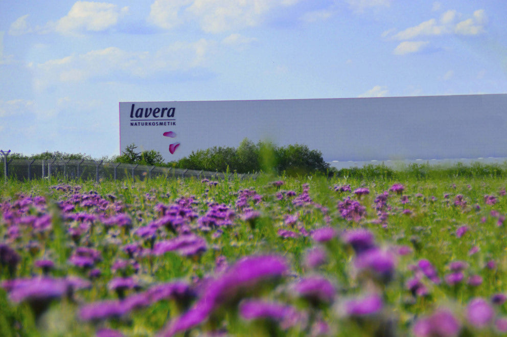 Centre logistique Bantorf derrière une prairie lilas