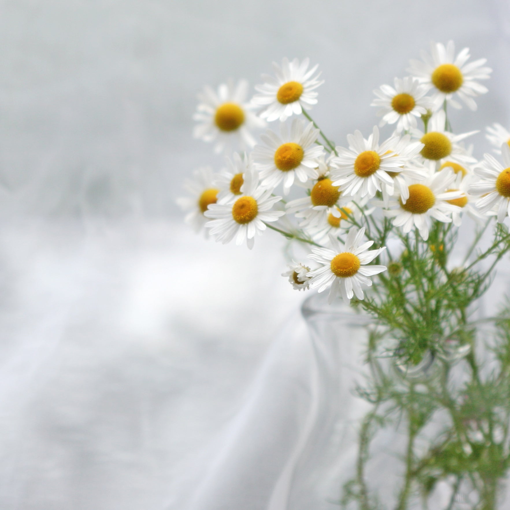 Strauß frischer Kamillenblüten in einer Glasvase vor hellem Hintergrund