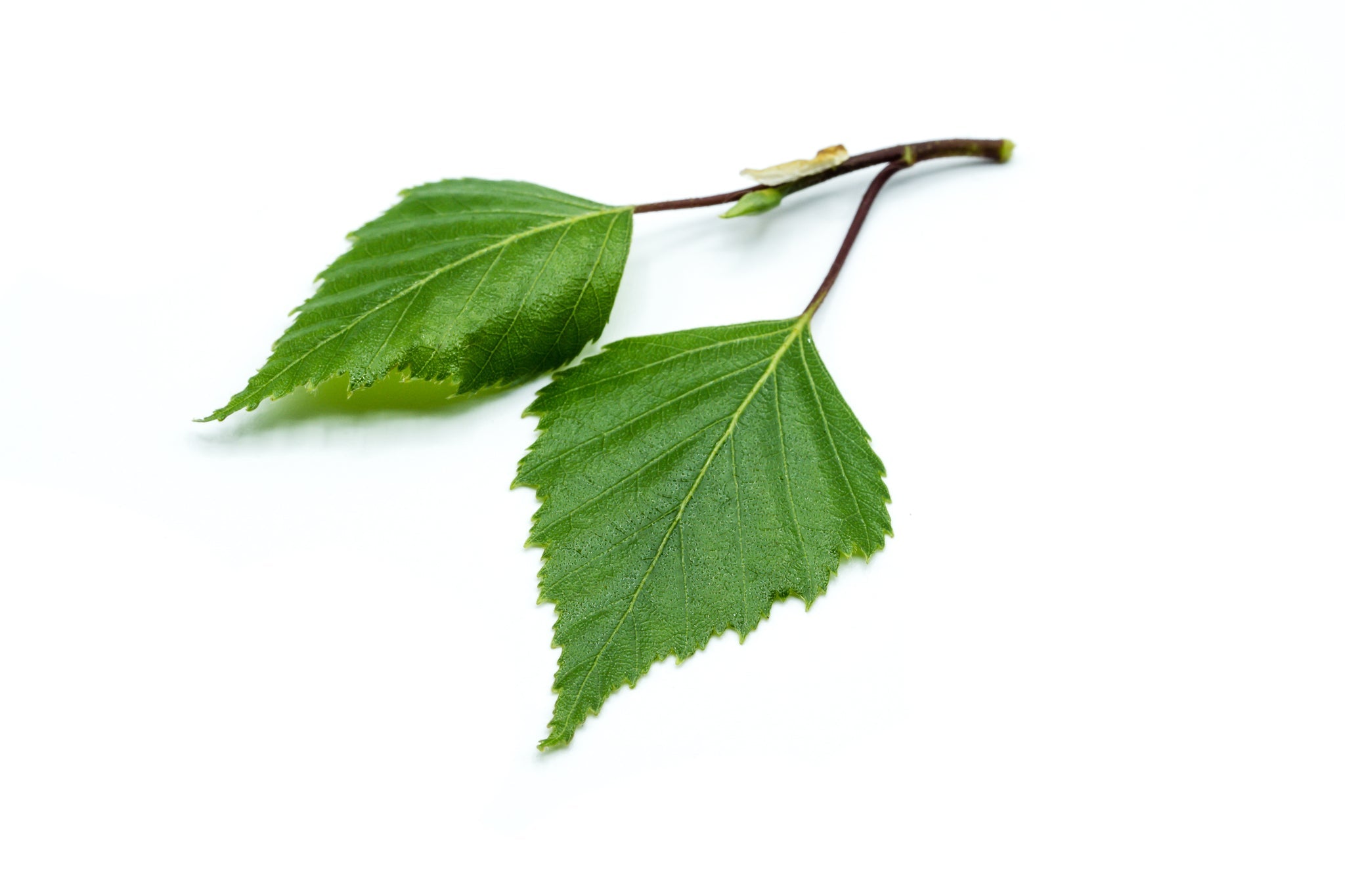 Zwei grüne Birkenblätter an einem kleinen Zweig auf weißem Hintergrund.