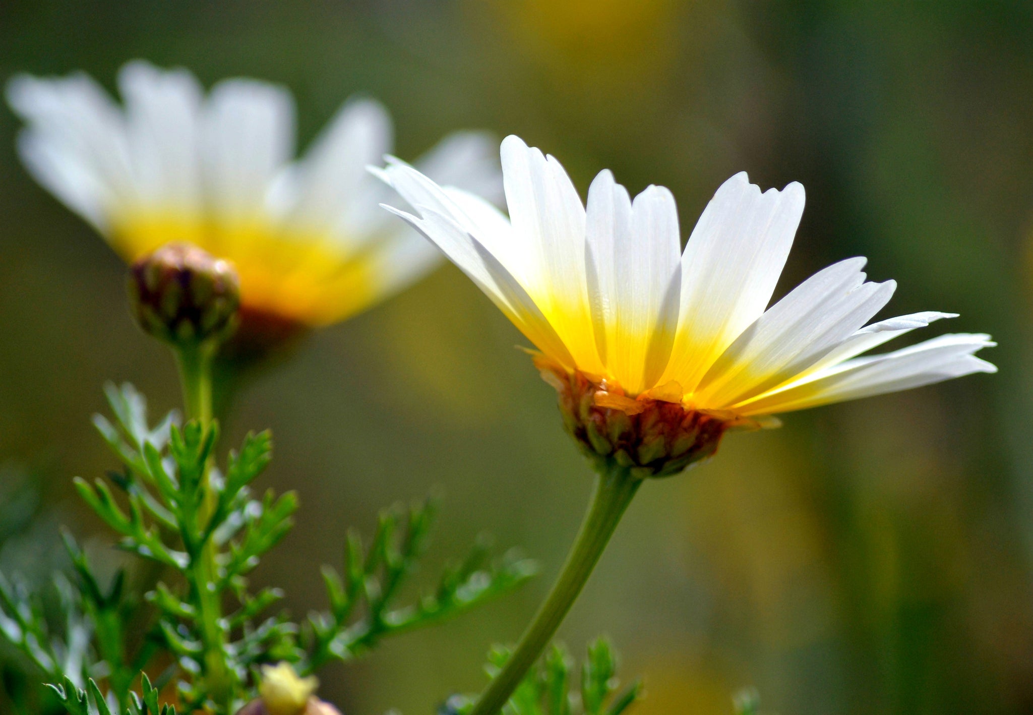 Nahaufnahme einer weißen Kamillenblüte mit gelbem Blütenzentrum.