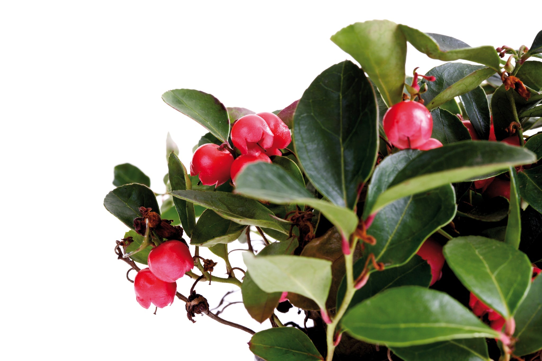 Wintergrünpflanze mit roten Beeren und grünen Blättern