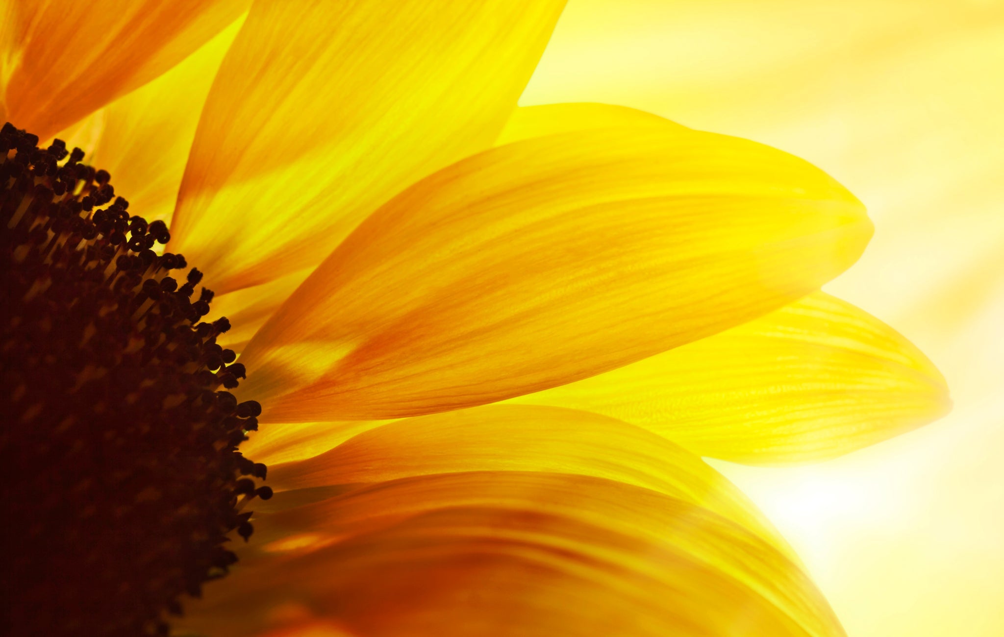 Detailaufnahme von Sonnenblumenblütenblättern im Sonnenlicht.