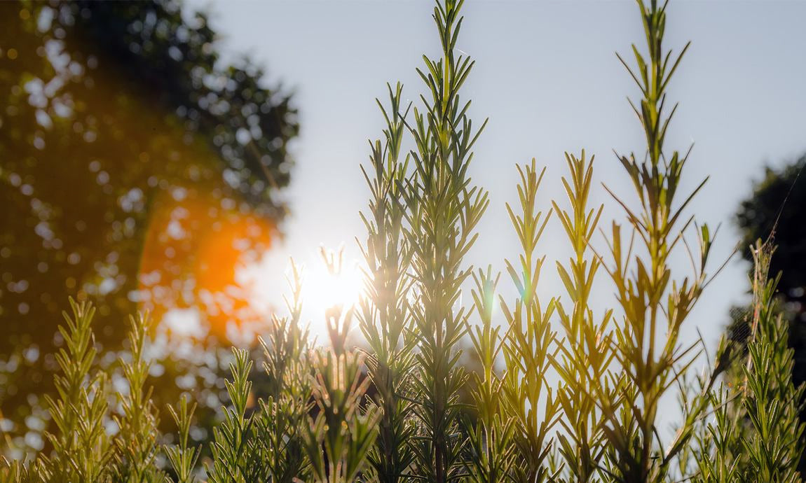 Rosmarinzweig im Gegenlicht der Sonne