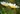 Deux fleurs de camomille blanches et jaunes avec des tiges en gros plan