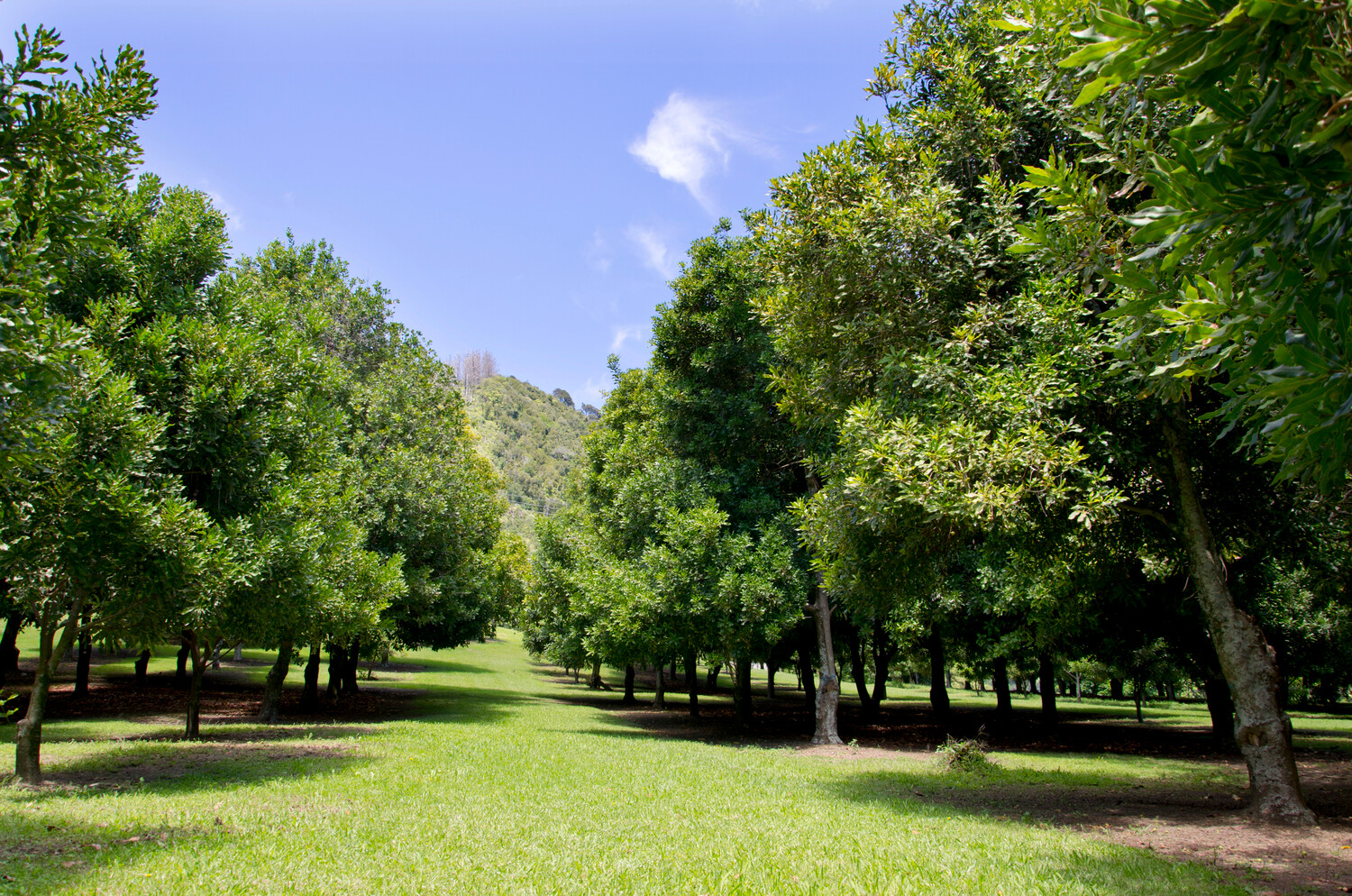 Wertvolle Macadamianuss mit Beauty Benefits Plantation de macadamia sous un ciel bleu