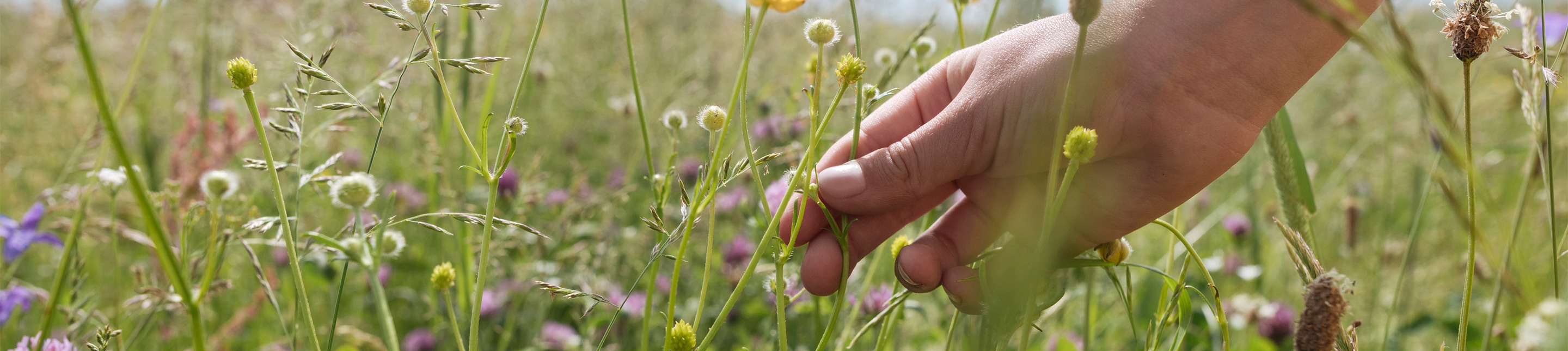 lavera Naturkosmetik Une main féminine cueille des fleurs en pleine nature