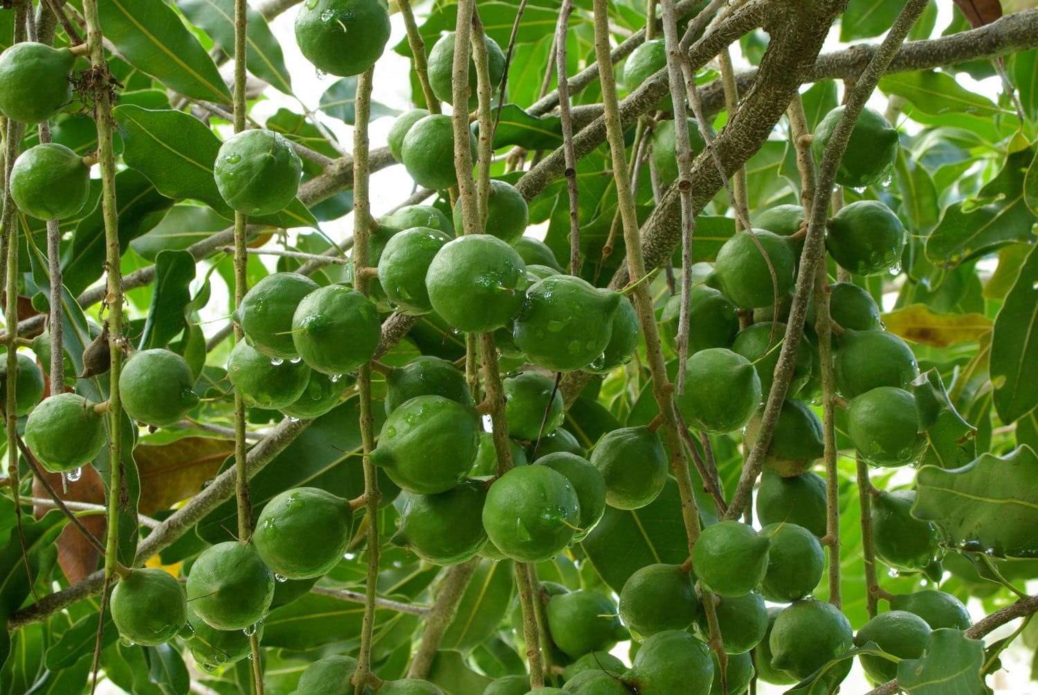Macadamianuss - Gut behütete Kraftpakete der Natur Prise de vue naturelle de nombreux fruits de macadamia verts sur un arbre